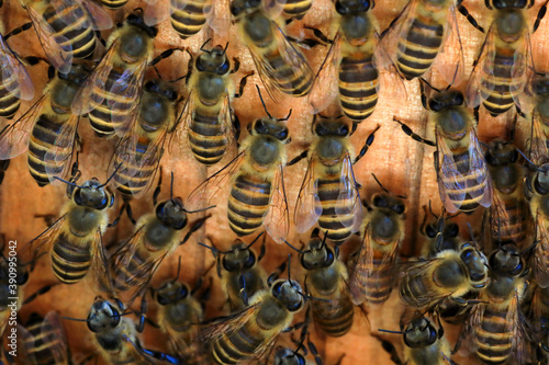 Fotografie Japanese Honey bee (Apis cerana japonica) nesting in Japan