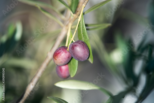 Fresh olives close up photo. Harvest season in France. Ripening fruits.
