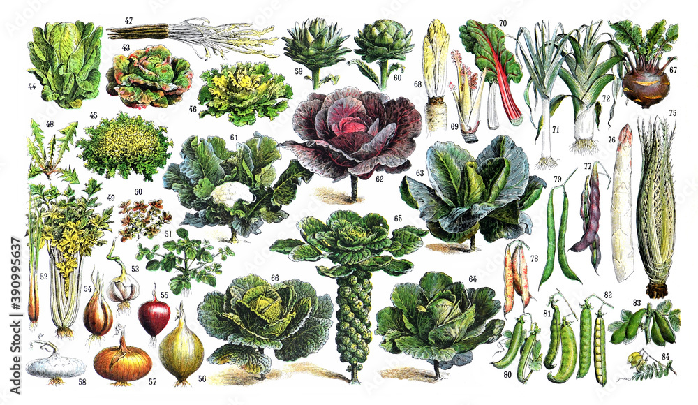 Vintage collection Vegetables for a healthy food and lifestyle  with numbers for education / Antique engraved illustration from from La Rousse XX Sciele	