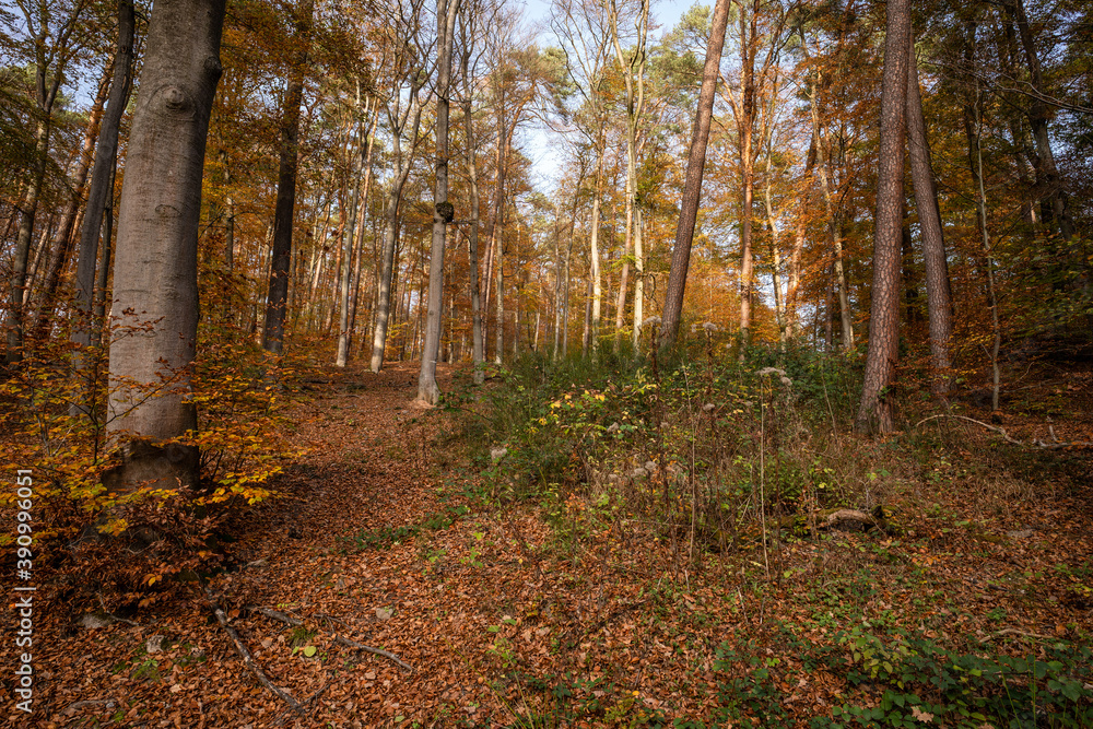 Obraz premium Wanderweg 