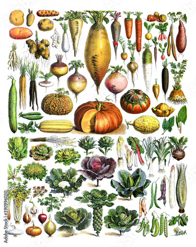 Vintage set of hand drawn raw and organic vegetables, for healthy food and lifestyle / Antique engraved illustration from from La Rousse XX Sciele	