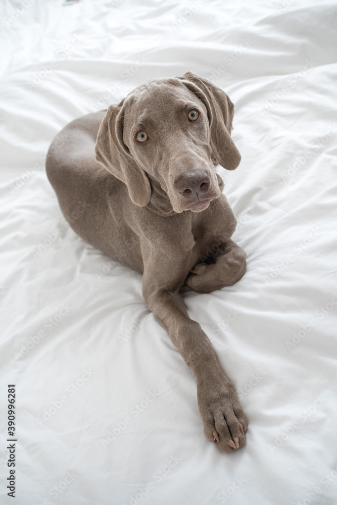 Tired sleepy Weimaraner pointer dog resting and lying on bed covered with white bed sheet in bedroom