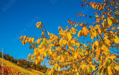 Vineyards of Unterjesingen near Tübingen, Germany, with colorful autumn leaves with blue sky photo