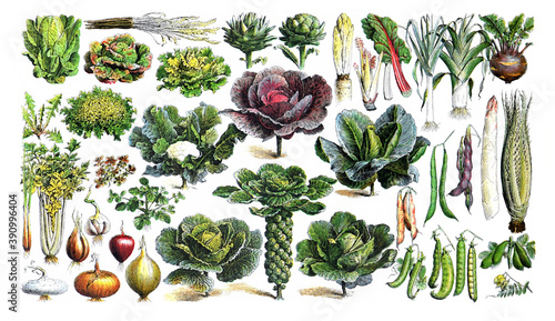Vintage Forage plants or own grown Vegetables for a healthy food and lifestyle / Antique engraved illustration from from La Rousse XX Sciele	