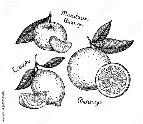 Ink sketches of citrus fruit.
