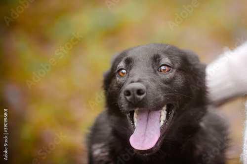 Happy black dog  selective focus. Portrait of a dog with open mouth