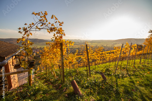 Vineyards of Unterjesingen near T  bingen  Germany  with view of Wurmlinger Kapelle  chapel  and colorful autumn leaves in romantic afternoon light