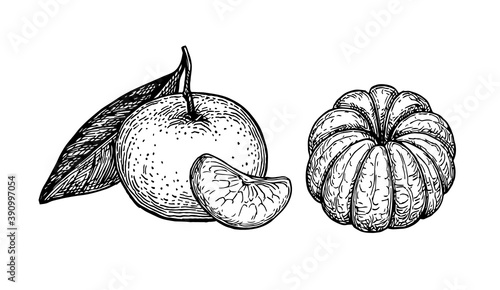 Ink sketch of tangerine