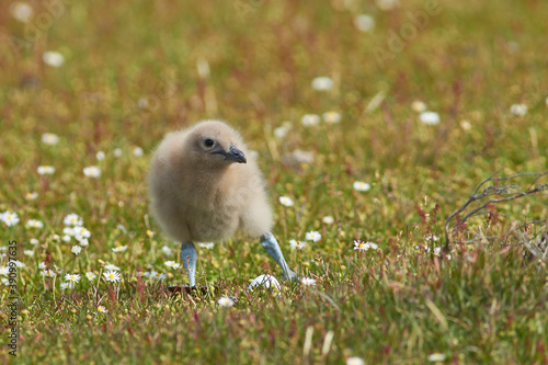 Falkland Skua chick (Catharacta antarctica) in a meadow on Bleaker Island in the Falkland Islands.