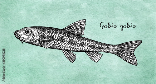Gobio gobio fish ink sketch