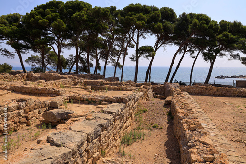 Ruines et pins parasol  à Ampuria