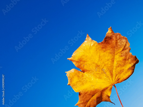 Herbstlich leuchtendes Blätterlaub photo