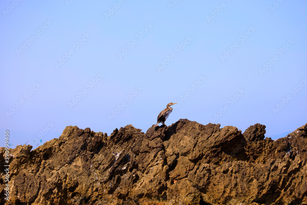 Oiseau sur la crête de rocher en bord de mer en Espagne