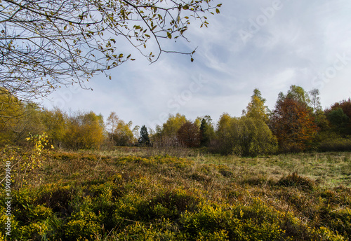 Fototapeta Naklejka Na Ścianę i Meble -  jesienny las - Bieszczady 
