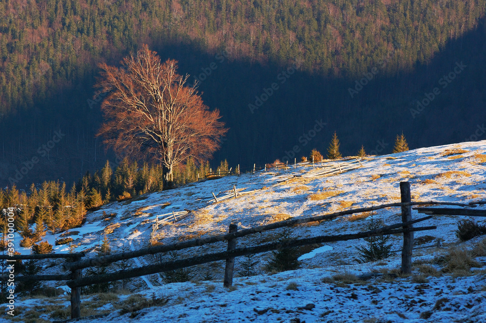 Fotografie Spring landscape with a beautiful tree in the mountains