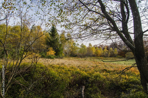 Fototapeta Naklejka Na Ścianę i Meble -  jesienny las - Bieszczady 