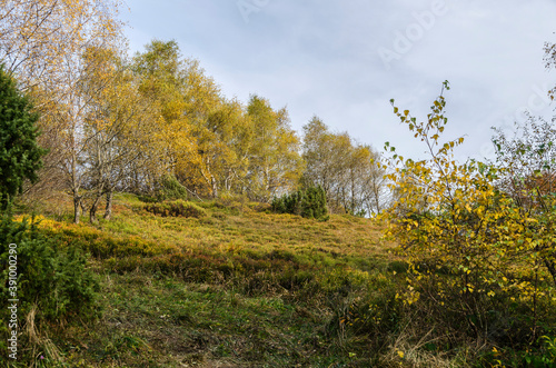jesienny las - Bieszczady 