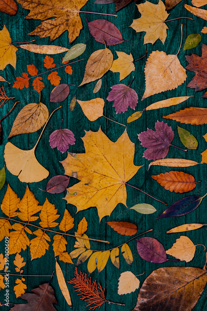 Yellow autumn maple leaves compositions. Autumn concept with red-yellow leaves background. Bright colorful leaves Yellow autumn maple leaves compositions. Autumn concept with red-yellow leaves background. Bright colorful leaves