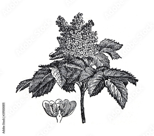 Mahonia aquifolium flower hand drawn / Antique engraved illustration from from La Rousse XX Sciele	 photo