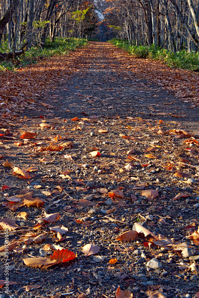 枯葉の積もった森の路