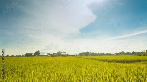 Beautiful green cornfield with fluffy clouds sky background.