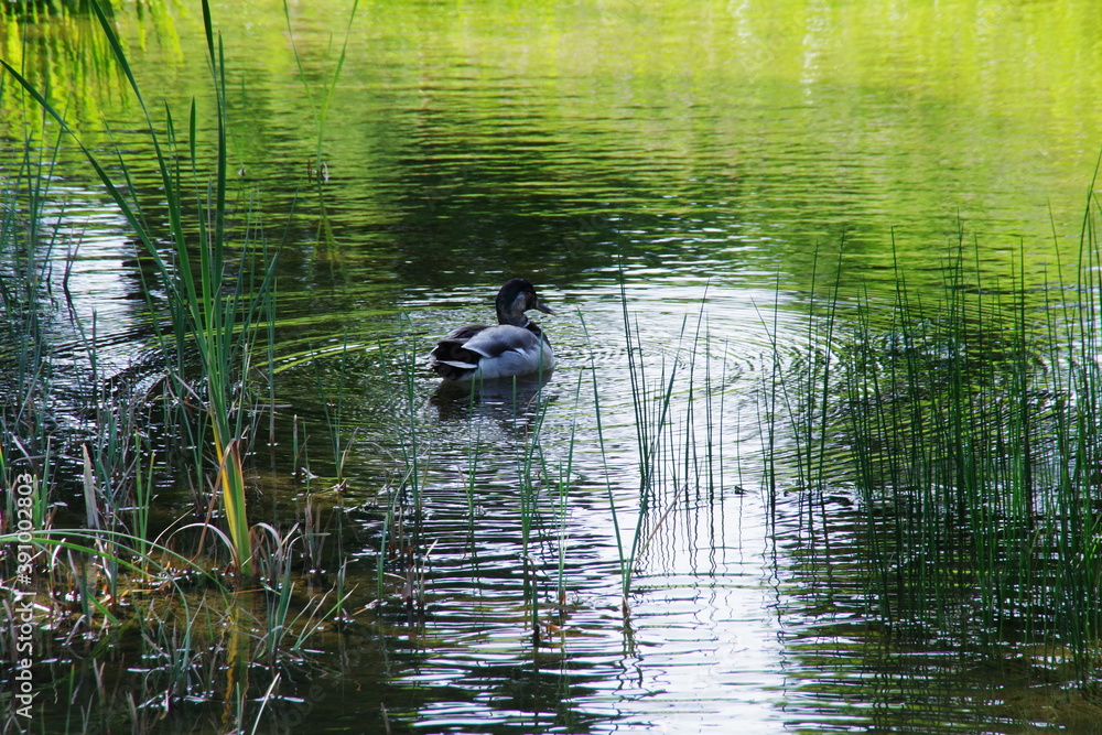 鴨がいる緑の池
