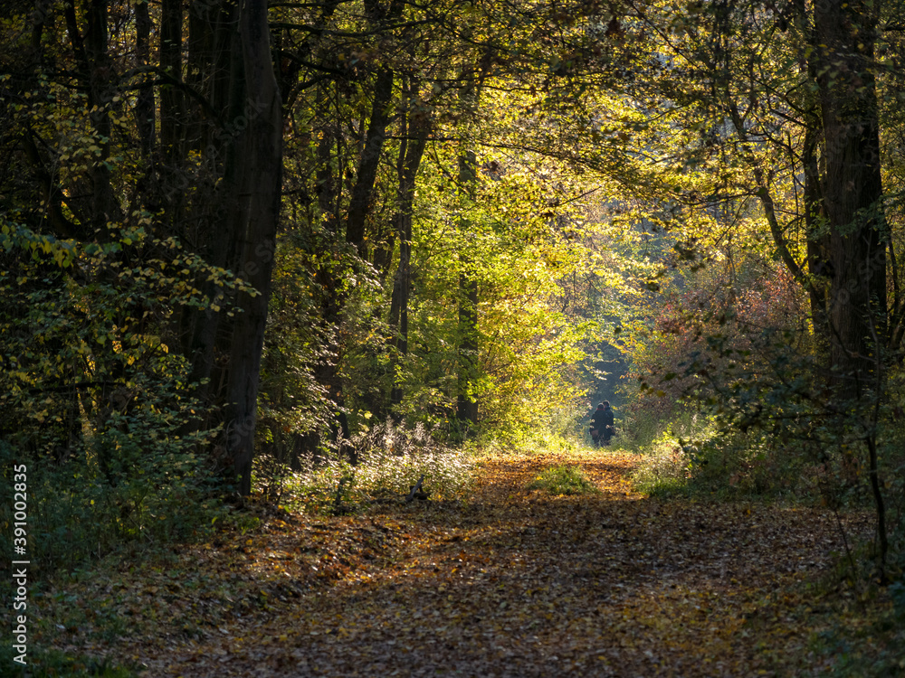 Wandern im Herbstwald, Naturschutzgebiet Goldgrund, Wörth am Rhein, Rheinland-Pfalz, Deutschland Wandern im Herbstwald, Naturschutzgebiet Goldgrund, Wörth am Rhein, Rheinland-Pfalz, Deutschland