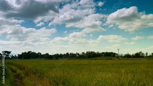 Beautiful green cornfield with fluffy clouds sky background.