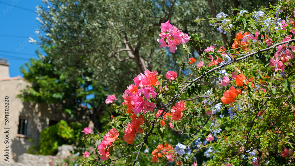 Red flowers blossoming in the summer Red flowers blossoming in the summer
