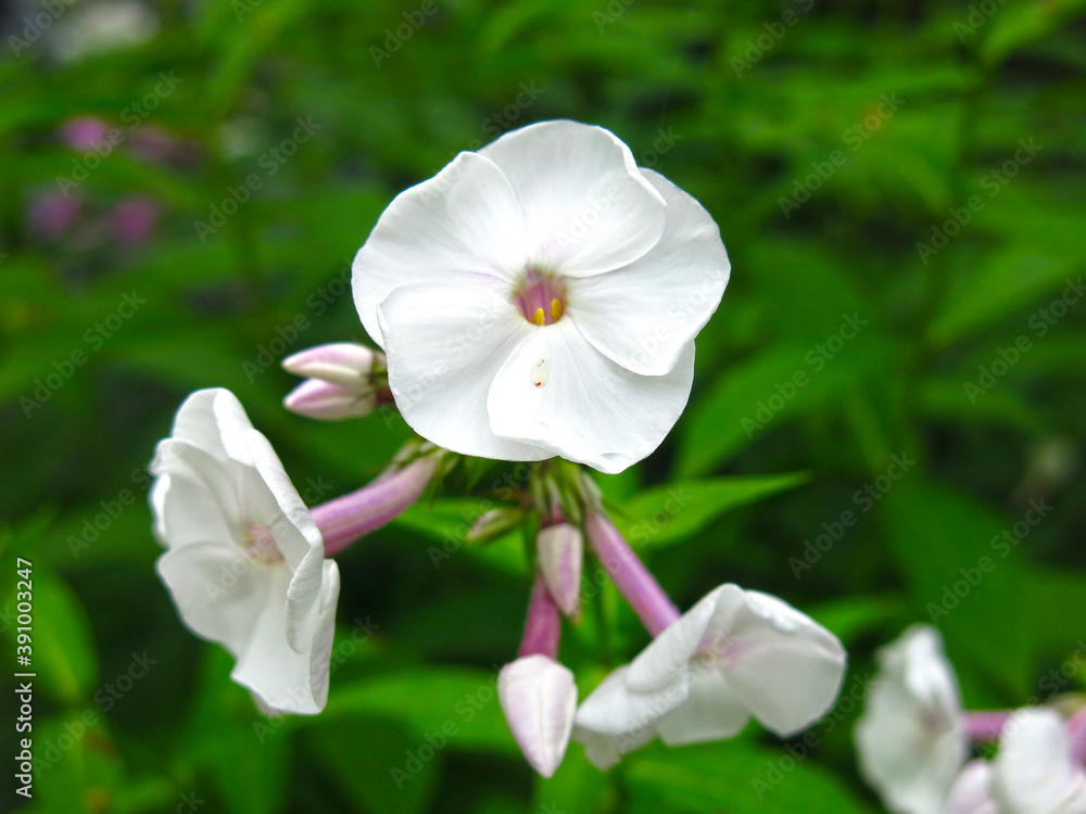 white Phlox blooms in August in the garden