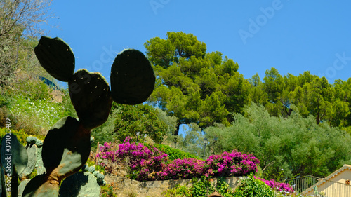 Mickey's ears flower