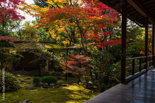日本 京都、大法院の紅葉