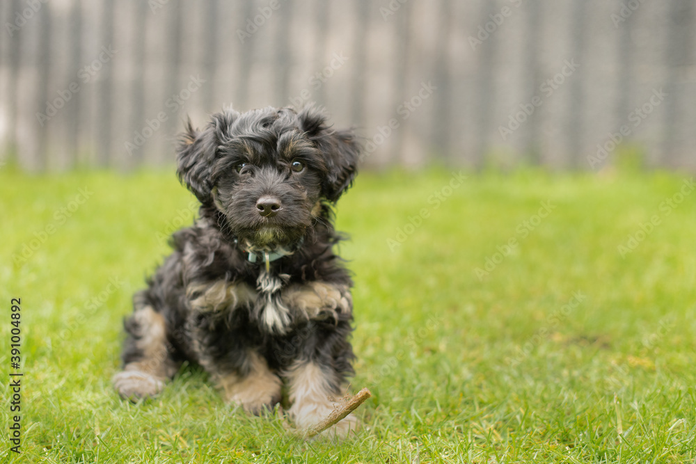 Welpe Portrait Haustier Welpe Portrait Haustier