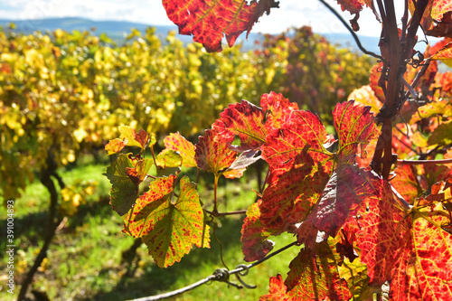 Autumn leaves nature season in vineyard