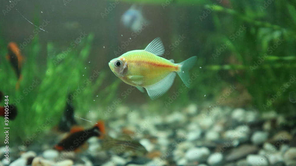 Obraz premium fish in aquarium