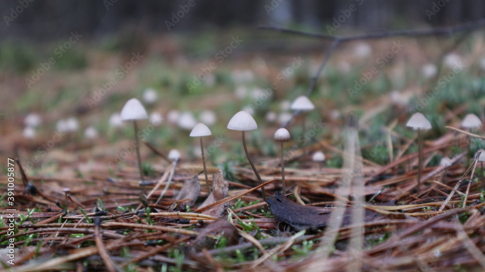 mushrooms in the forest mushrooms in the forest
