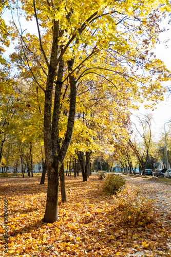 Autumn. Paths in the Park covered with yellow foliage.