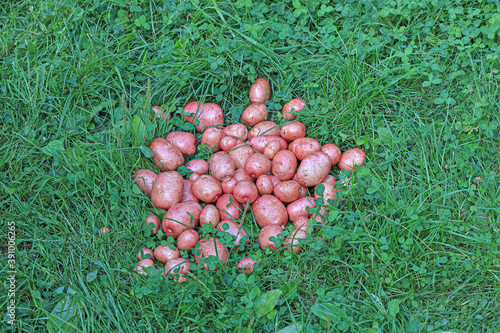 Washed potatoes lying on the grass