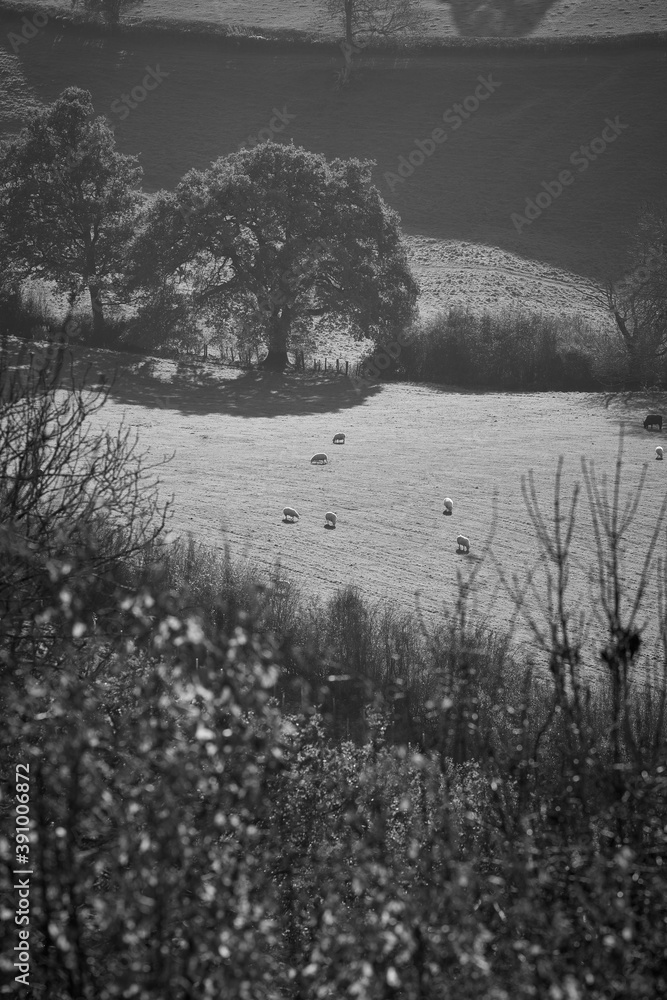 Fototapeta premium A high up view of a cattle and sheep in a field