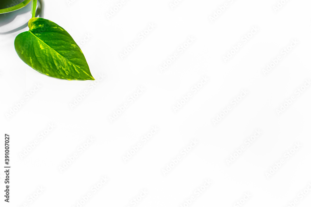 Obraz premium Minimalistic white background with epipremnum leaf. Copy space available.