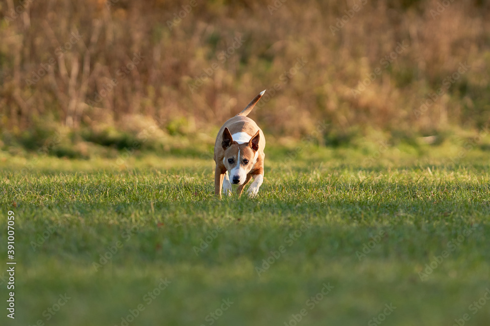A bull terrier explores a park