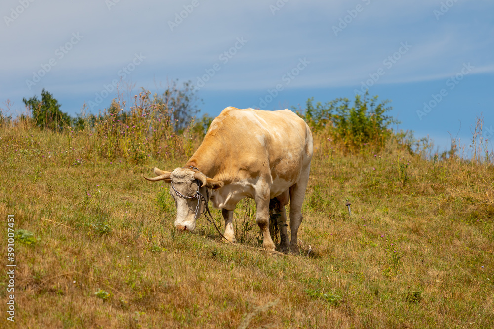 a piebald cow grazing on a hillside a piebald cow grazing on a hillside