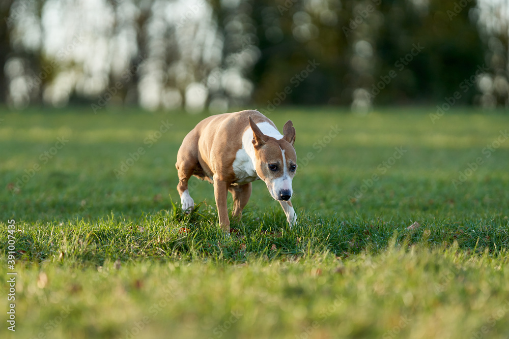 A bull terrier explores a park