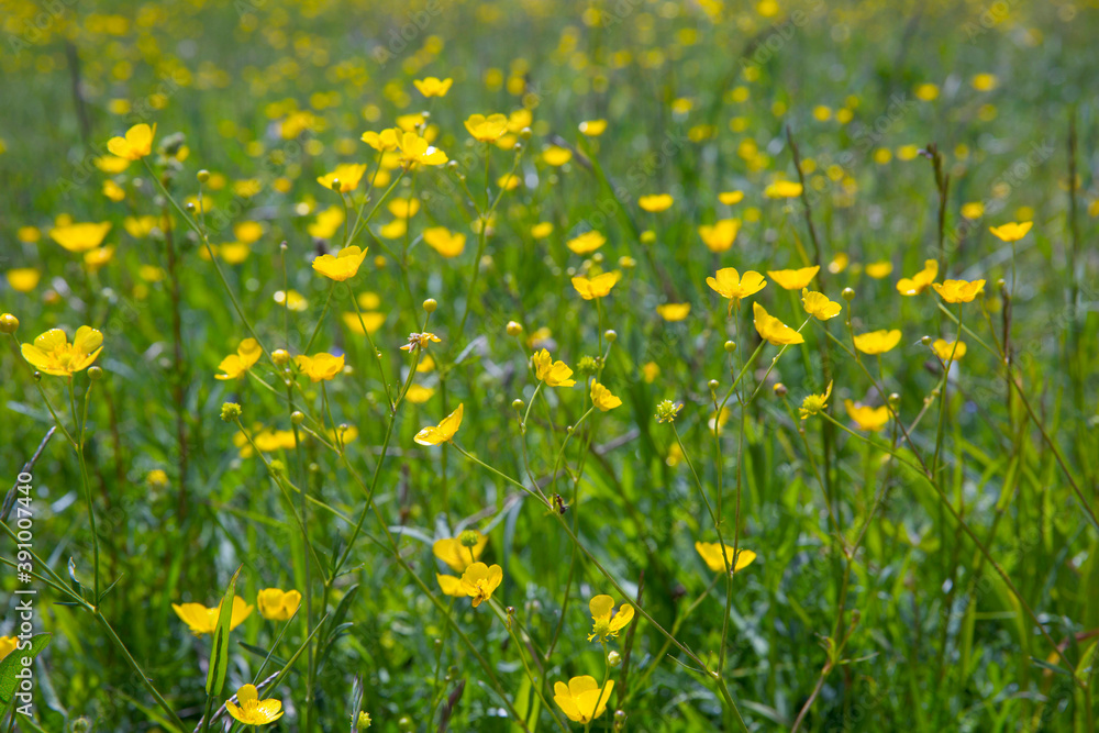 Yellow buttercups in the meadow. Blurred background. Yellow buttercups in the meadow. Blurred background.