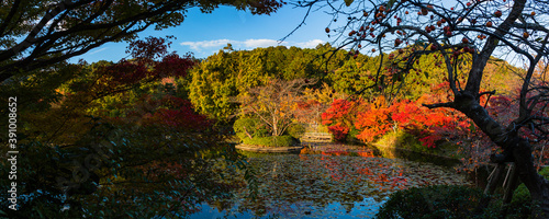 日本　京都、龍安寺の鏡容池と紅葉