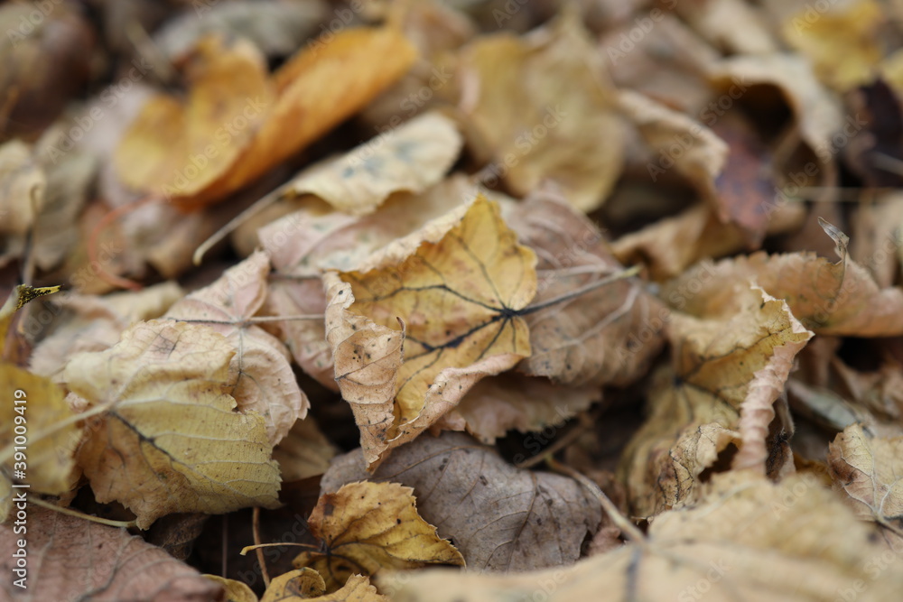 verwelkte bunte Baumblätter auf der Wiese im Herbst verwelkte bunte Baumblätter auf der Wiese im Herbst
