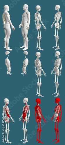 12 hi-res renders in 1, mans body with skeleton and organs - traumatology colored examination concept - cg medical 3D illustration isolated on blue