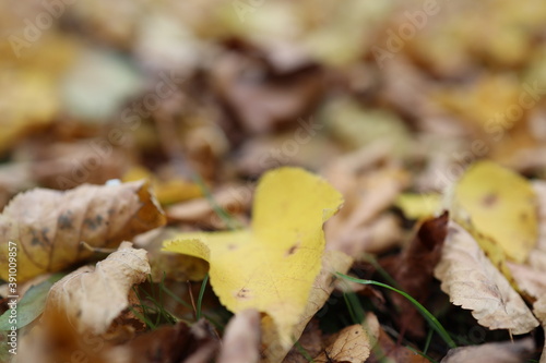 verwelkte bunte Baumblätter auf der Wiese im Herbst 