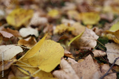 verwelkte bunte Baumblätter auf der Wiese im Herbst 