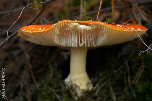 Pilz auf dem Waldboden